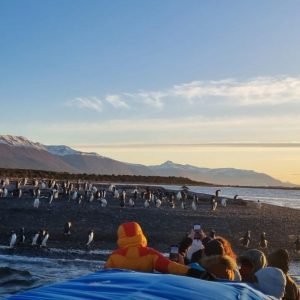 Almanza, sunset and penguins