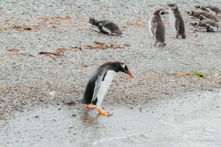 Encuentro con pingüinos Papúa