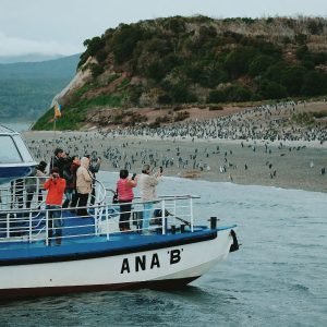 Navegación Pingüinera en Catamarán